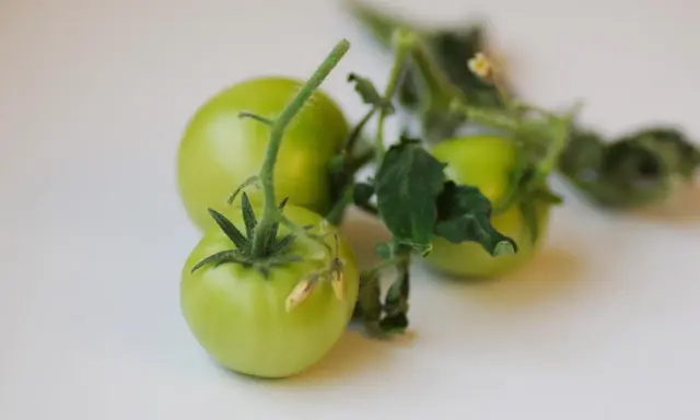 Tre omogna, gröna tomater hänger på en gren med blad. De ser ut som små, romantica tomater som väntar på att mogna.