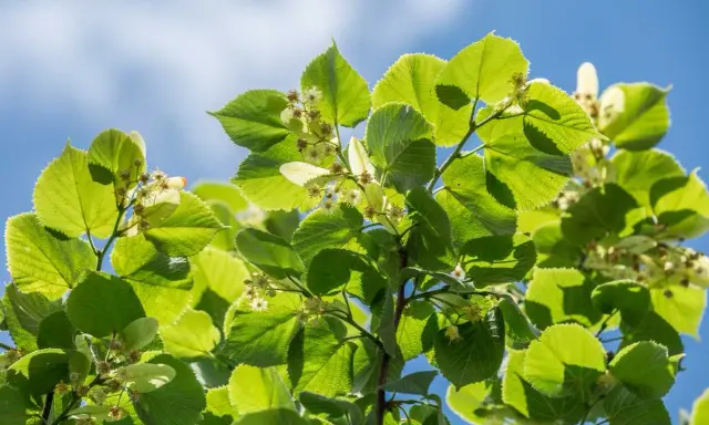Feuilles vertes et petites fleurs de tilleul sous un ciel bleu. Idéal pour savoir quand cueillir le tilleul.