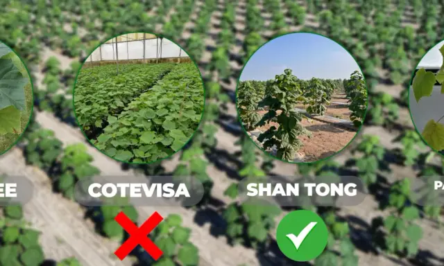 Porównanie odmian drzewa tlenowego po 5 latach: Shan Tong rośnie najlepiej, inne odmiany mają problemy.