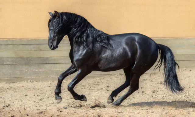 Schwarzes Pferd mit wallender Mähne galoppiert nicht an, sondern hebt kraftvoll die Hufe im Sand.