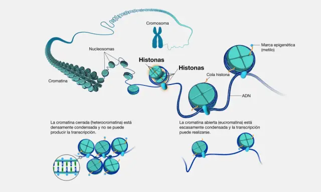 Las histonas son proteínas que empaquetan el ADN en cromatina. El ADN se enrolla alrededor de las histonas formando nucleosomas, que son la base de la estructura cromosómica.