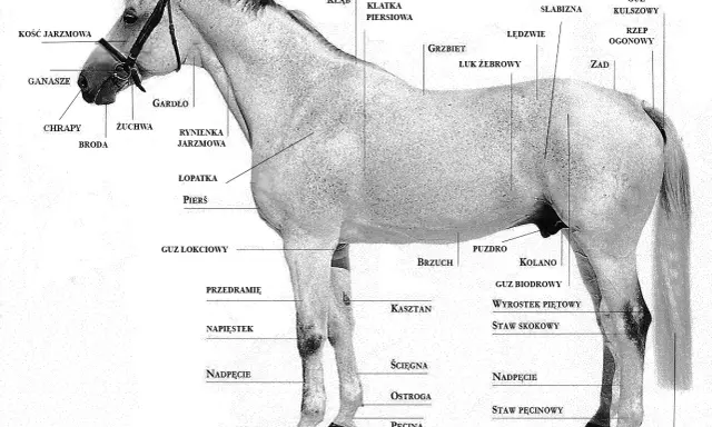 Jak wygląda koń? Anatomia, maści, odmiany i sekrety wzroku.