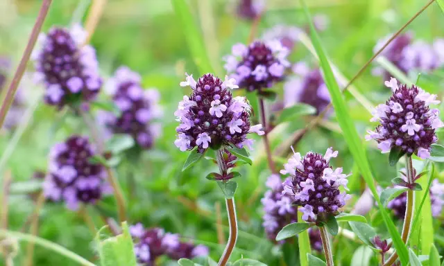 Fleurs de thym sauvage, source de l'huile essentielle thym linalol, dans un champ verdoyant.