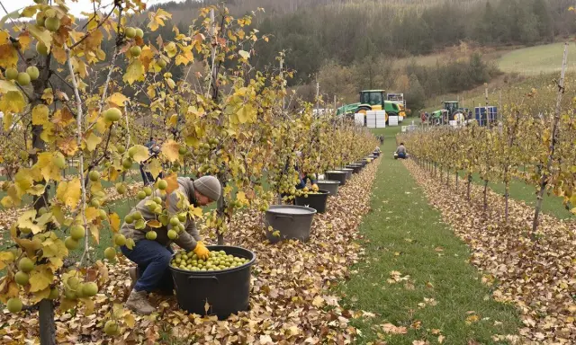 Récolte de fruits verts sur un kiwi arbre, des travailleurs remplissent des seaux tandis que des tracteurs attendent au fond.