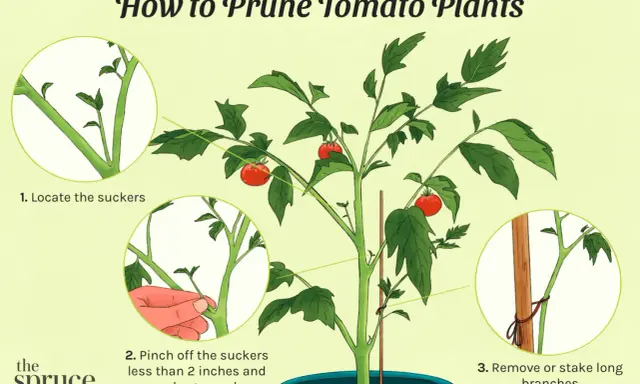 Illustration showing how to prune tomato plants, including locating and pinching off suckers for healthier growth.