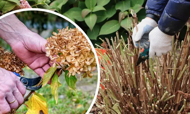 Przycinanie hortensji na zimę: ręce w rękawiczkach przycinają suche kwiatostany i pędy, przygotowując krzew do mrozów.