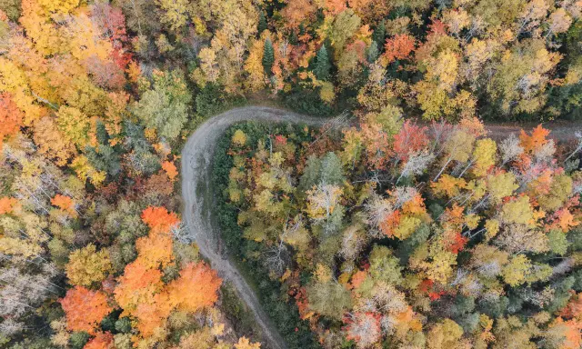 Luftaufnahme eines gewundenen Weges durch einen Wald in Nova Scotia, der im Indian Summer in leuchtenden Herbstfarben erstrahlt.