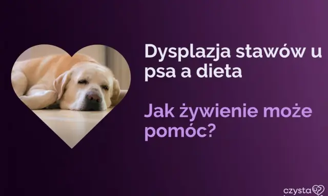Labrador odpoczywa, gdy tekst informuje o dysplazji u psa i wpływie diety na jego zdrowie.