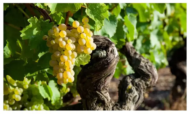Grappes de raisins blancs mûrs sur une vigne ancienne, promesse d'un champagne grand cru d'exception.