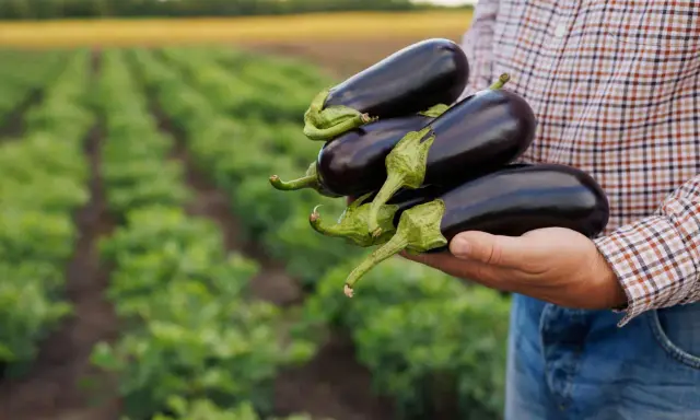 Main d'un agriculteur tenant plusieurs aubergines fraîchement cueillies dans son potager.