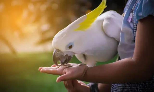 Un candido cacatua con cresta gialla mangia semi dalla mano di una bambina. Momenti di tenerezza con questi pappagalli divertenti.