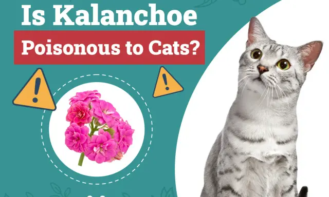 Un chat gris tigré regarde vers le haut, à côté d'une image de kalanchoe rose et d'un avertissement sur la toxicité pour les chats.