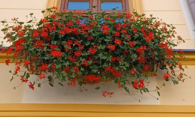 Obficie kwitnące czerwone pelargonie na parapecie okna. Warto wiedzieć, jak przezimować pelargonie, by cieszyć się nimi w kolejnym roku.