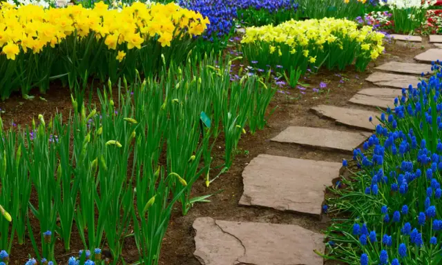 Kamienne płyty tworzą ścieżkę w ogrodzie, otoczoną przez kwitnące żonkile i muscari. Idealne, by zastanowić się, z czego zrobić ścieżkę w ogrodzie.