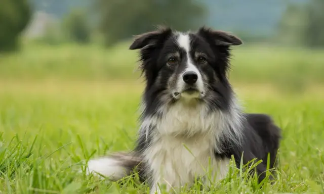 En vacker border collie vilar i det höga gräset, redo för nästa äventyr.