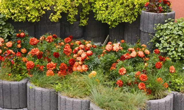 Kwiaty w donicach z gazonów tworzą barwną rabatę. Jak ułożyć gazony w ogrodzie? Oto inspiracja z pomarańczowymi aksamitkami i zielenią.
