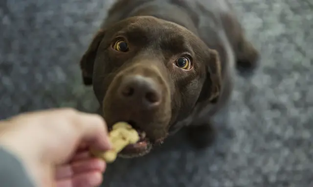 Un chien brun savoure une friandise, un moment qui pourrait faire l'objet d'un avis vétérinaire sur son alimentation.