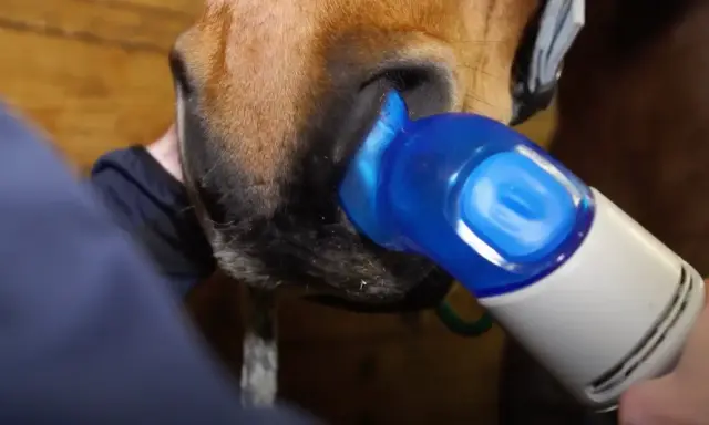 Pferd mit Atemnot: Ein Gerät wird an die Nüstern gehalten, um Symptome zu behandeln.