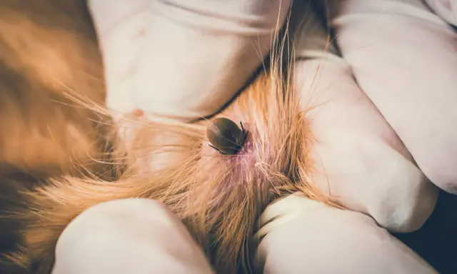 Gros plan d'une tique sur la peau d'un chien, retirée par des mains gantées.