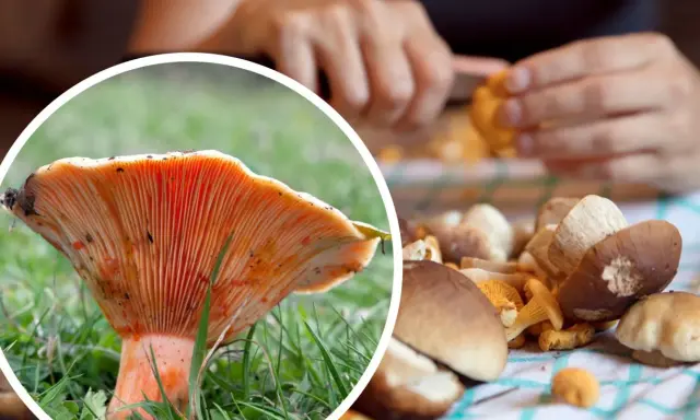 Perfekcyjne czyszczenie rydzów: Koniec z piaskiem! Poradnik