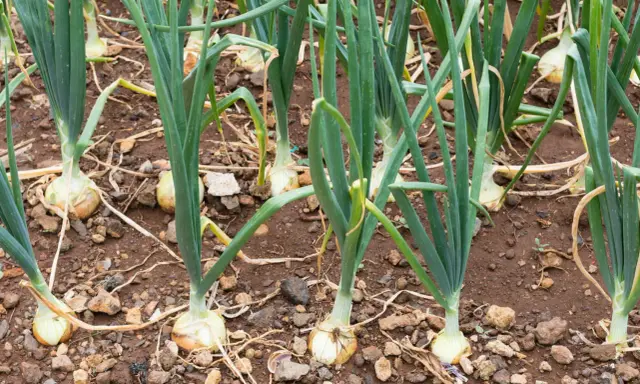 Gros plan sur une plantation d'oignons, les bulbes blancs et les tiges vertes se dressent dans la terre brune.