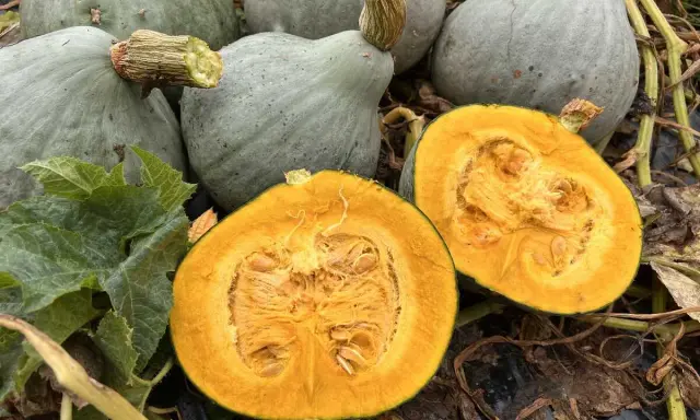 Courges bleues, dont une coupée en deux révélant sa chair orangée. Un ballet de saveurs d'automne.