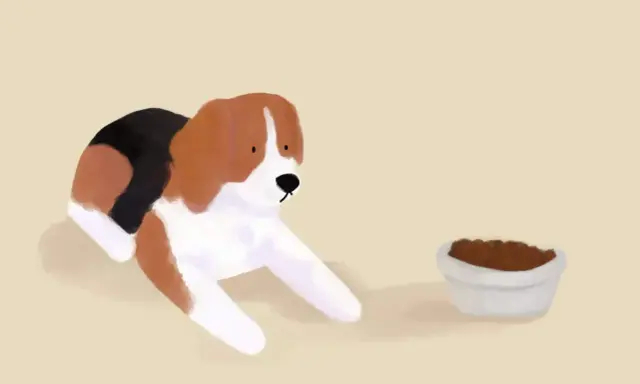 Beagle leży obok miski z jedzeniem, ale pies nie chce jeść.