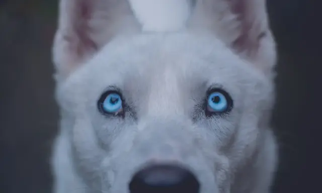Un chien aux yeux bleus perçants, dont le regard semble porter le poids d'une ancienne maladie.