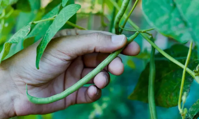 A hand gently holds a long, slender green bean, freshly picked from the plant.