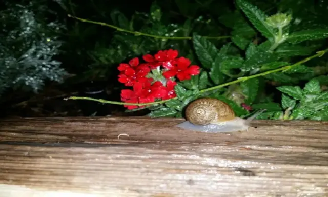 Co na ślimaki w ogrodzie? Odzyskaj spokój! Skuteczne sposoby walki