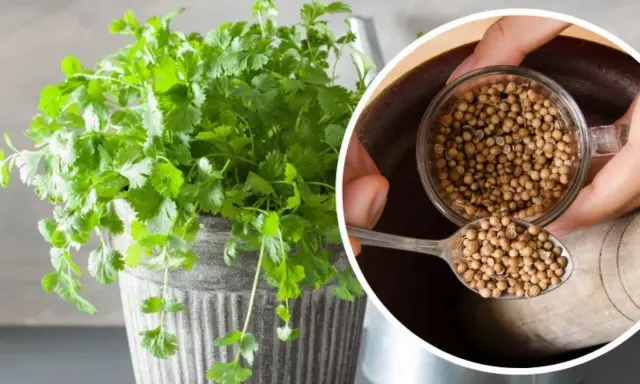 Kolendra przyprawa do czego? Świeże liście i nasiona kolendry dodadzą aromatu potrawom.
