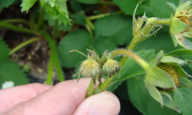 A hand points to developing strawberry flowers, some showing damage from a strawberry weevil.