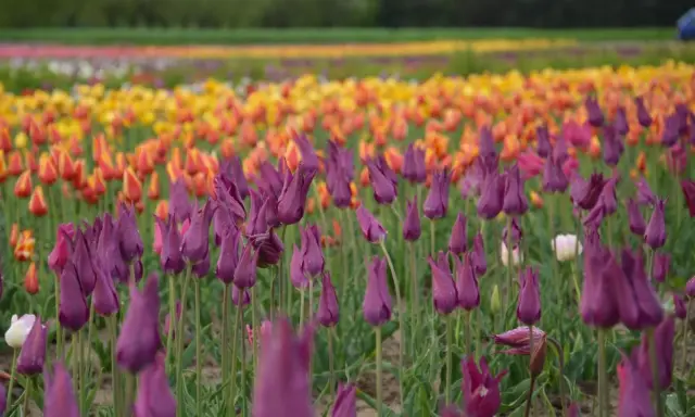 Fioletowe tulipany w ogrodzie, na tle rzędów żółtych i pomarańczowych kwiatów.