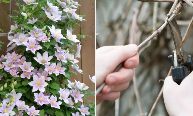 Piękna powojowa z różowymi kwiatami obok dłoni przycinającej pędy. Wiosenne cięcie clematis to klucz do obfitego kwitnienia.
