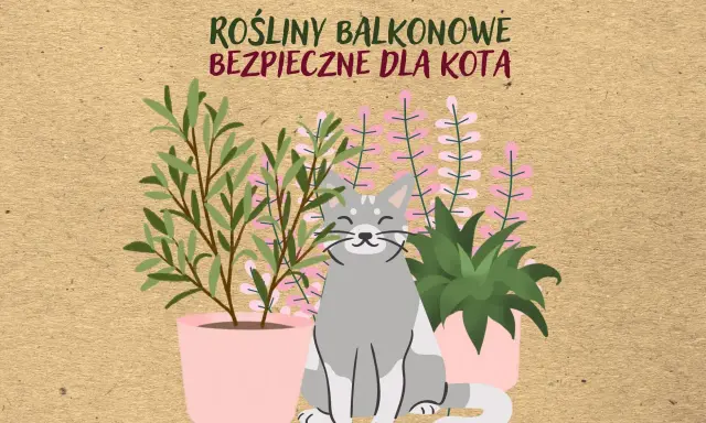 Uśmiechnięty kotek wśród roślin balkonowych bezpiecznych dla kota. Zielone i różowe kwiaty w doniczkach.