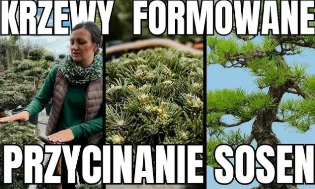 Jak przycinać sosnę? Poradnik krok po kroku do pięknego drzewa