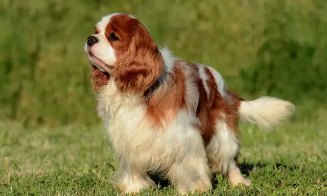 Uroczy spaniel king, o rudych i białych łapkach, stoi na zielonej trawie, wyglądając z godnością.