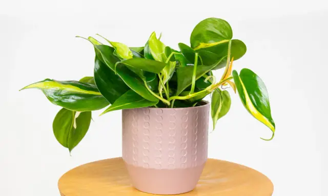 Philodendron hederaceum w różowej doniczce z ozdobnym wzorem, na drewnianym stoliku.