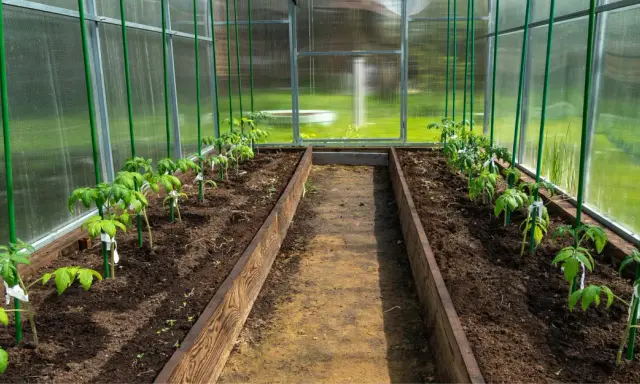 Jeunes plants de tomates alignés dans une serre, avec un espacement des pieds de tomates optimal pour leur croissance.