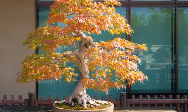 Magnifique arbre japonais en automne, ses feuilles aux teintes orangées et rouges illuminent le paysage.