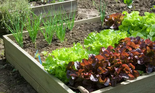 Un potager en carrés avec des oignons verts et des laitues rouges et vertes. Idéal pour faire son potager et manger frais.