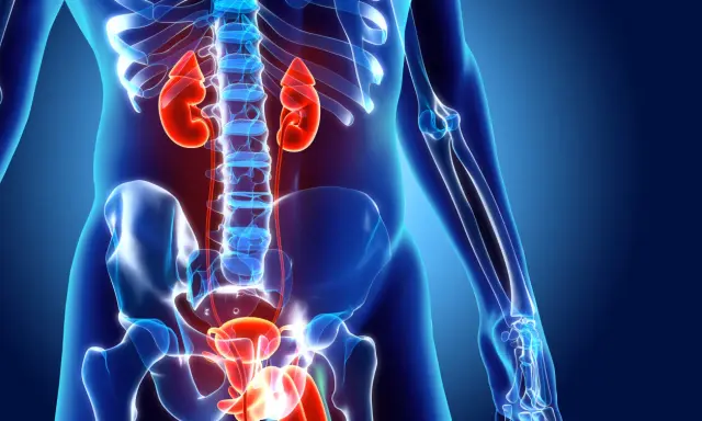 Anatomia układu moczowego: nerki, moczowody, pęcherz i cewka moczowa.