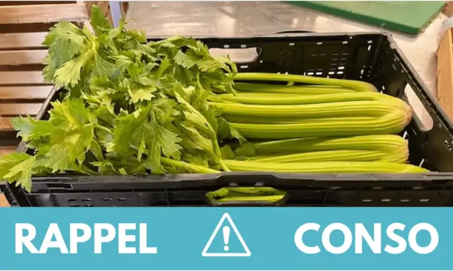 Rappel de consommation : attention, cette botte de céleri pourrait contenir une feuille de céleri toxique.