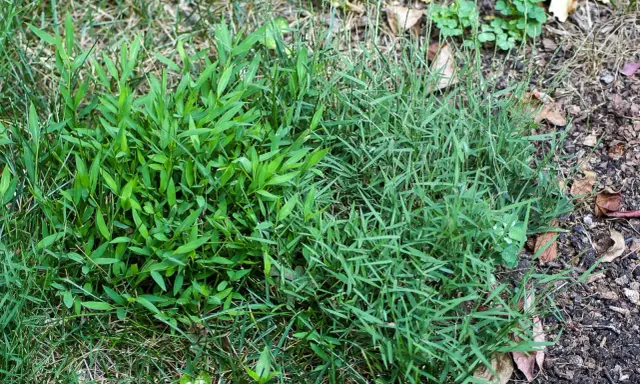 Two types of grass, one with broad leaves and another with thin blades, are shown. This image might help you learn how to get rid of nimblewill.