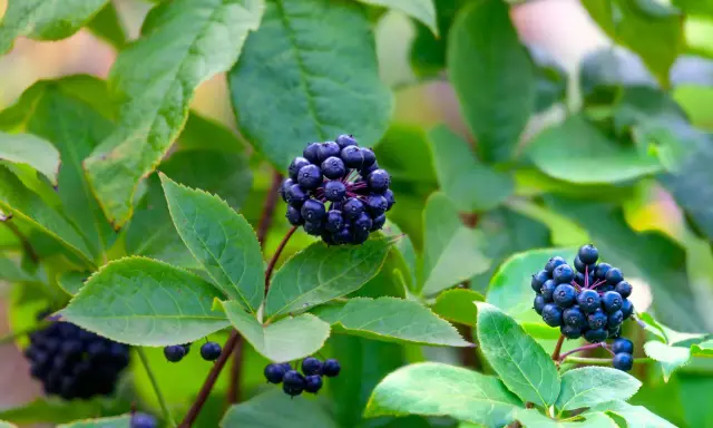 Grappes de baies noires d'éleuthérocoque, connues pour leurs bienfaits pour la santé, sur fond de feuilles vertes.