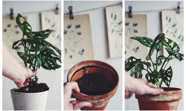 En hand planterar om en monstera i en ny kruka.