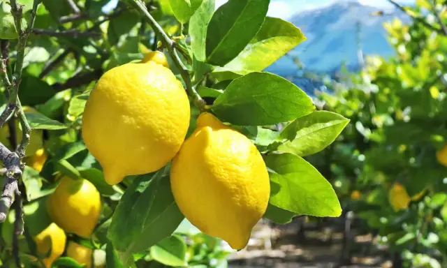 Citrons jaunes mûrs sur une branche, prêts à être cueillis. L'idée de planter un citronnier pour avoir ce beau fruit.