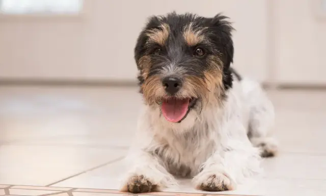 Szczeniak rasy Jack Russell Terrier leży na podłodze, dysząc i lekko się trzęsąc. Jego język jest wysunięty, a oczy patrzą wprost na widza.