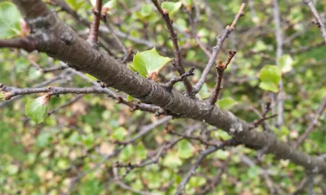 Gros plan sur une branche de prunier, avec de jeunes feuilles vertes qui commencent à apparaître. Il faudra tailler ce prunier trop haut pour qu'il reste gérable.