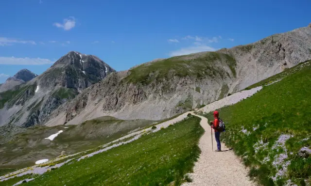 Una persona con zaino e bastoncini da trekking percorre un sentiero fiorito durante un'escursione sul Gran Sasso, con montagne imponenti sullo sfondo.